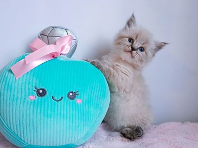 Невська маскарадна дівчинка з документами Capella