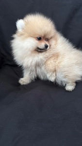 Хлопчик мінік померанського шпіца