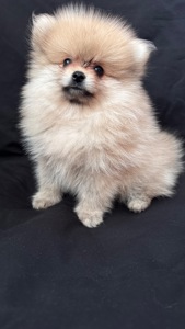 Хлопчик мінік померанського шпіца