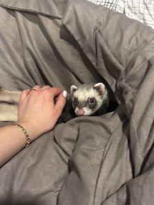 Хорьочки дівчата