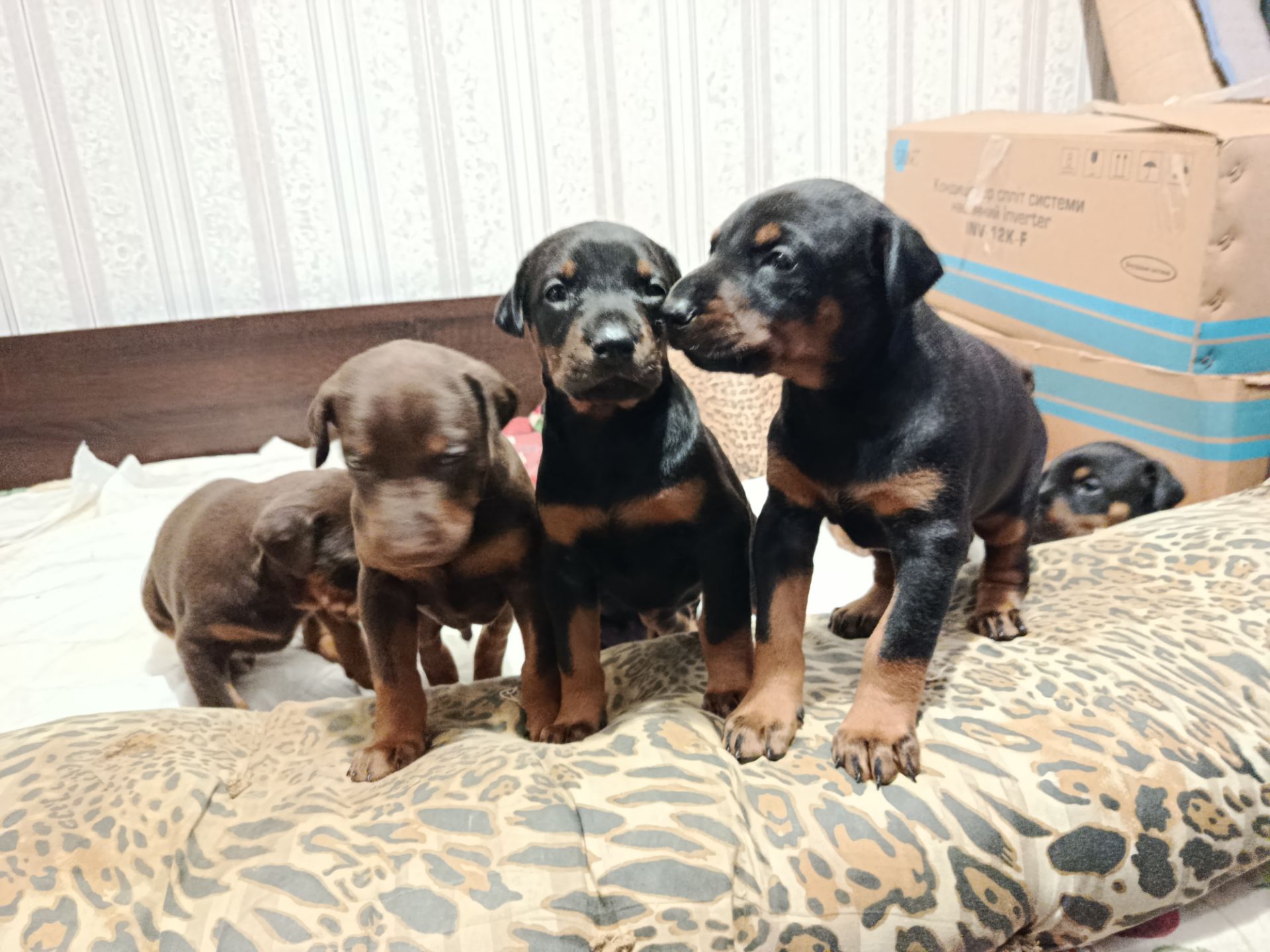 Продам щенков породы доберман