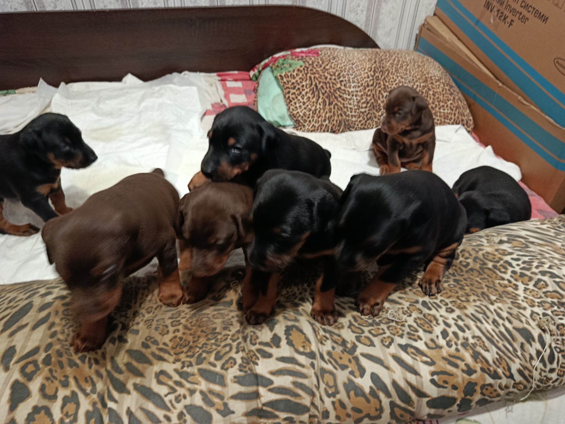 Продам щенков породы доберман