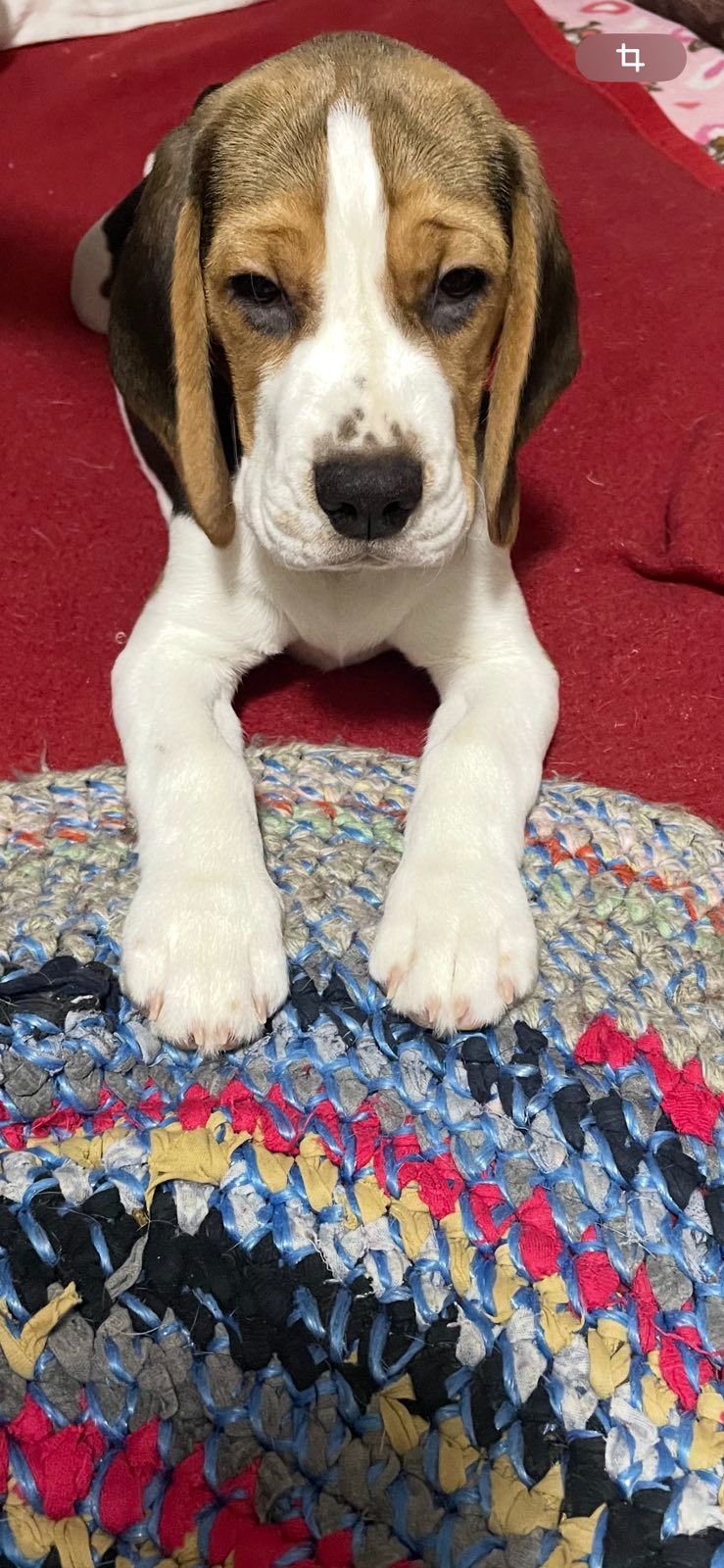 Цуценя бігля, шукає родину