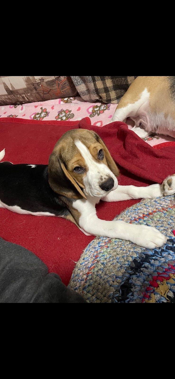 Цуценя бігля, шукає родину