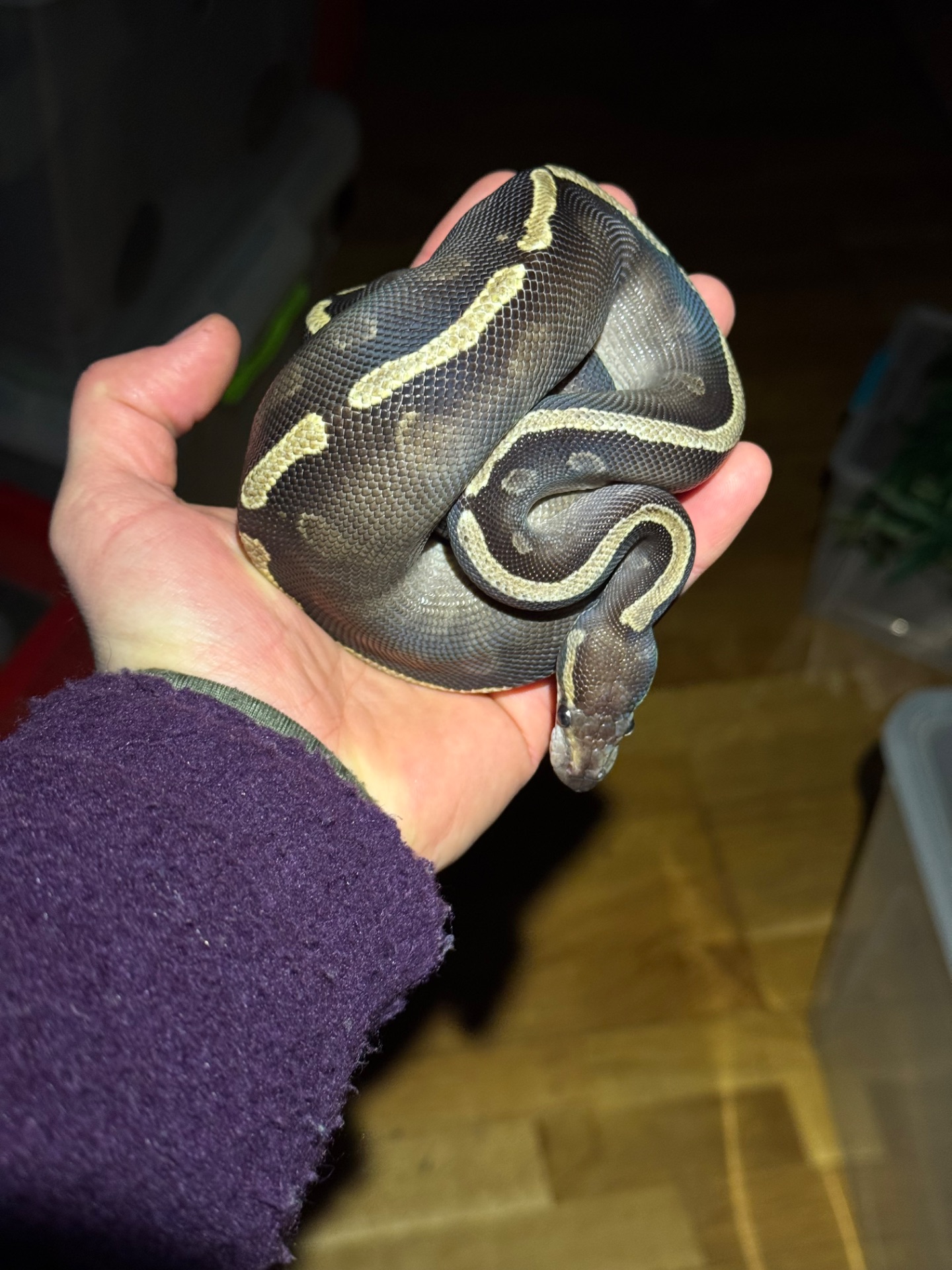 Королівський пітон GHI Mojave самка