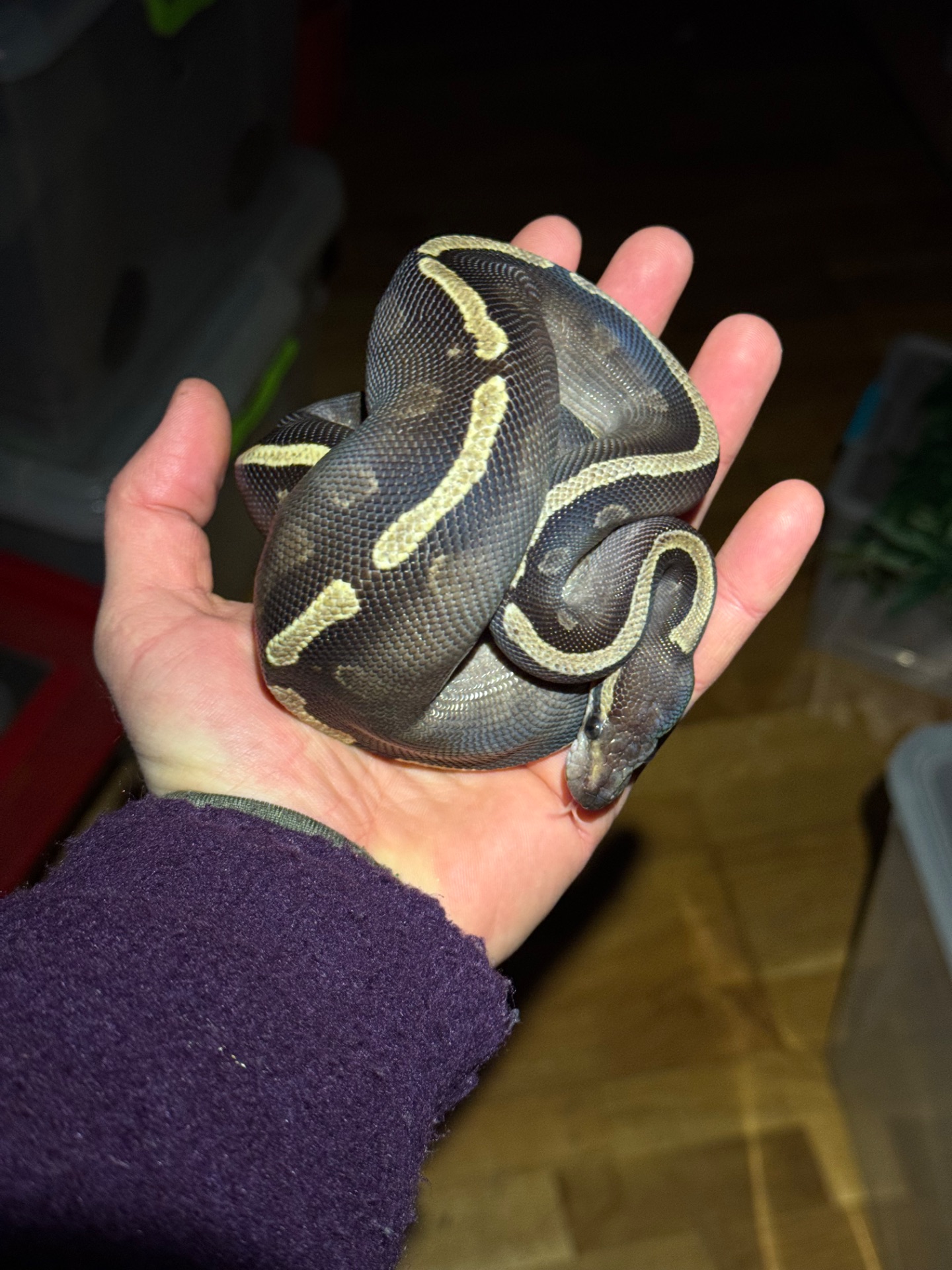 Королівський пітон GHI Mojave самка