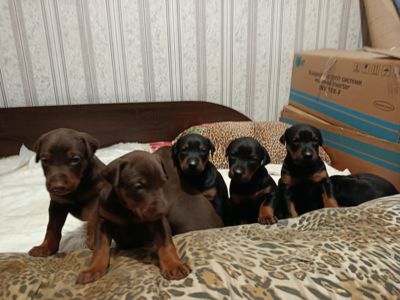 Продам щенков породы доберман