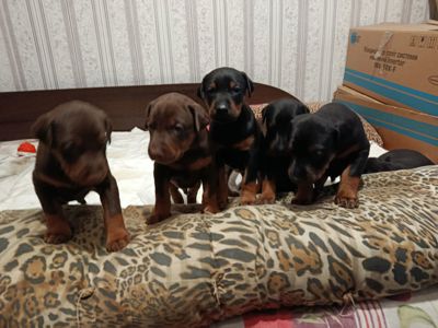 Продам щенков породы доберман