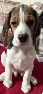 Цуценя бігля, шукає родину