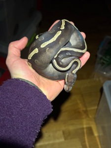 Королівський пітон GHI Mojave самка