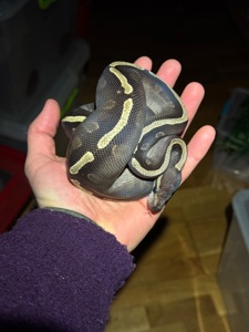 Королівський пітон GHI Mojave самка