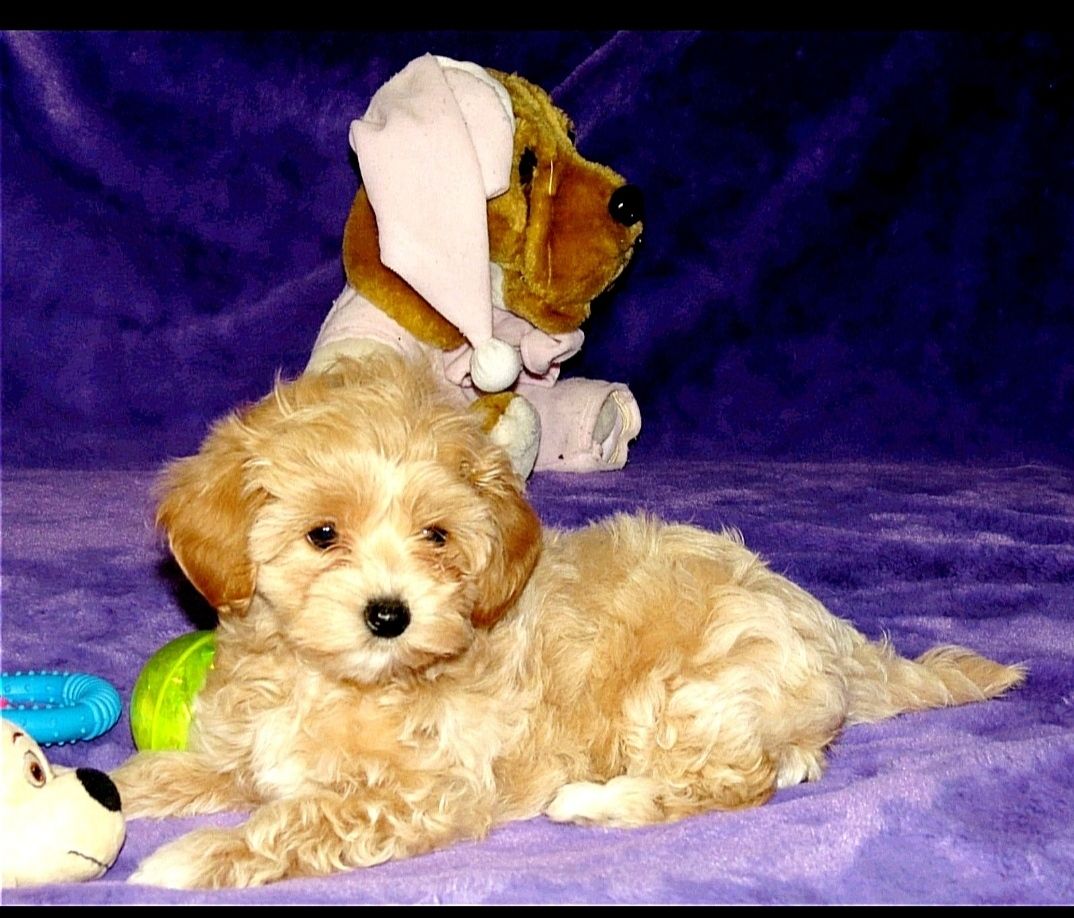 Цуценята Мальтипу ф-1 професійне розведення