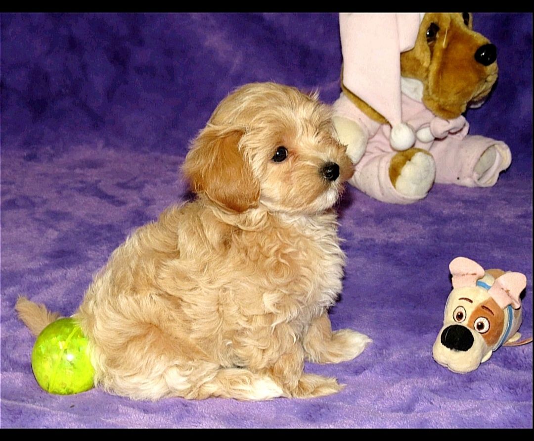 Цуценята Мальтипу ф-1 професійне розведення