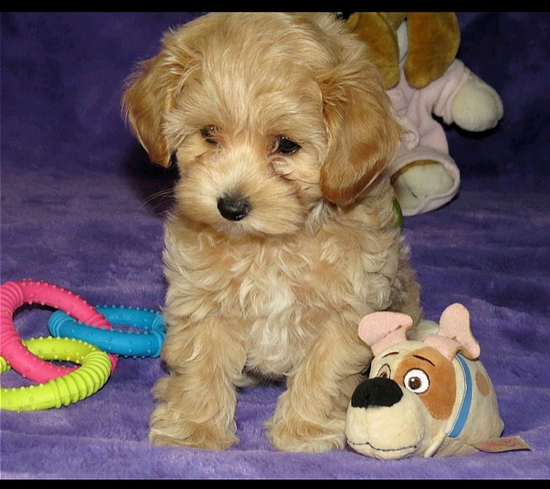 Цуценята Мальтипу ф-1 професійне розведення