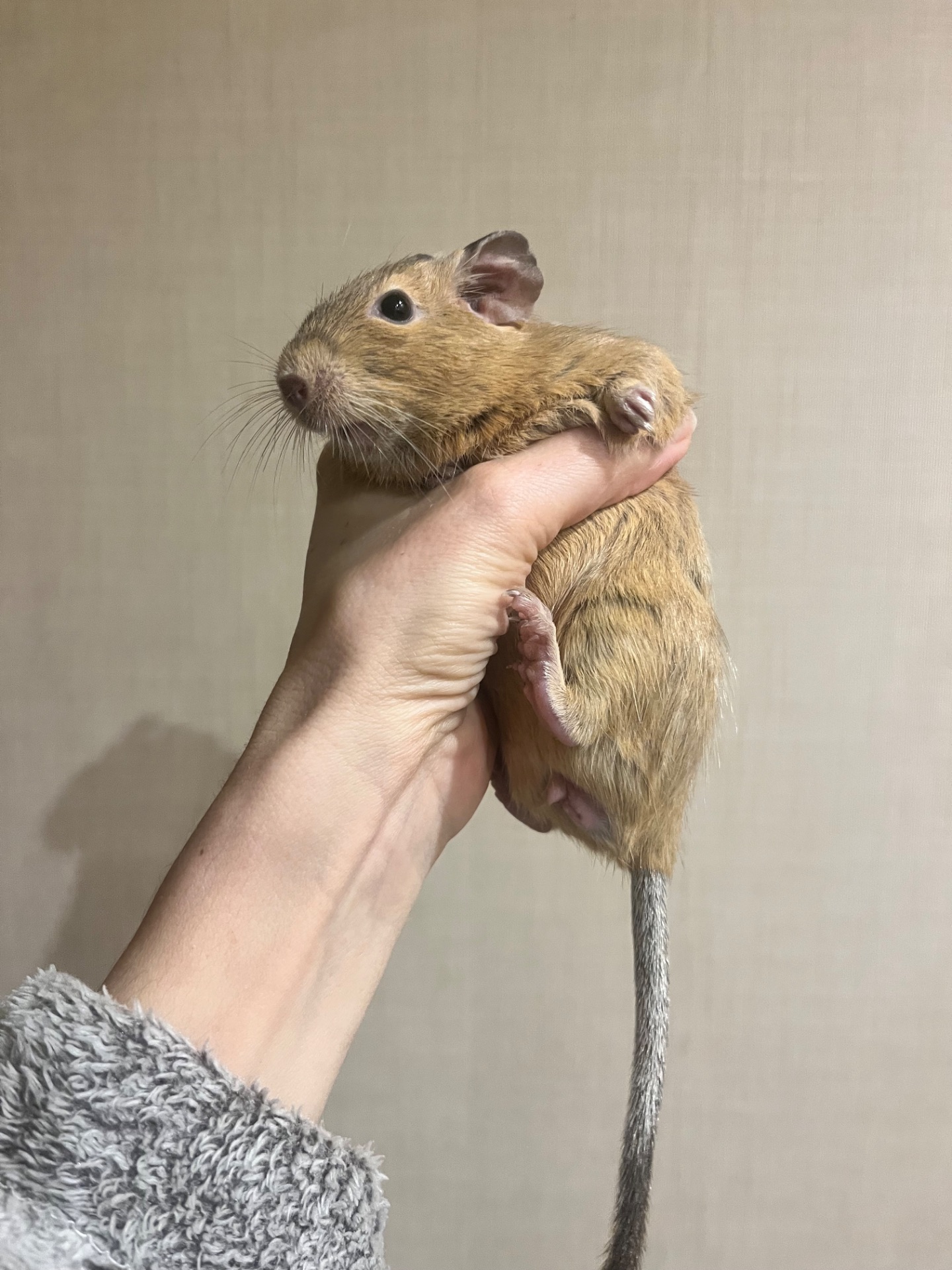 Дегу девочка 1,5 года