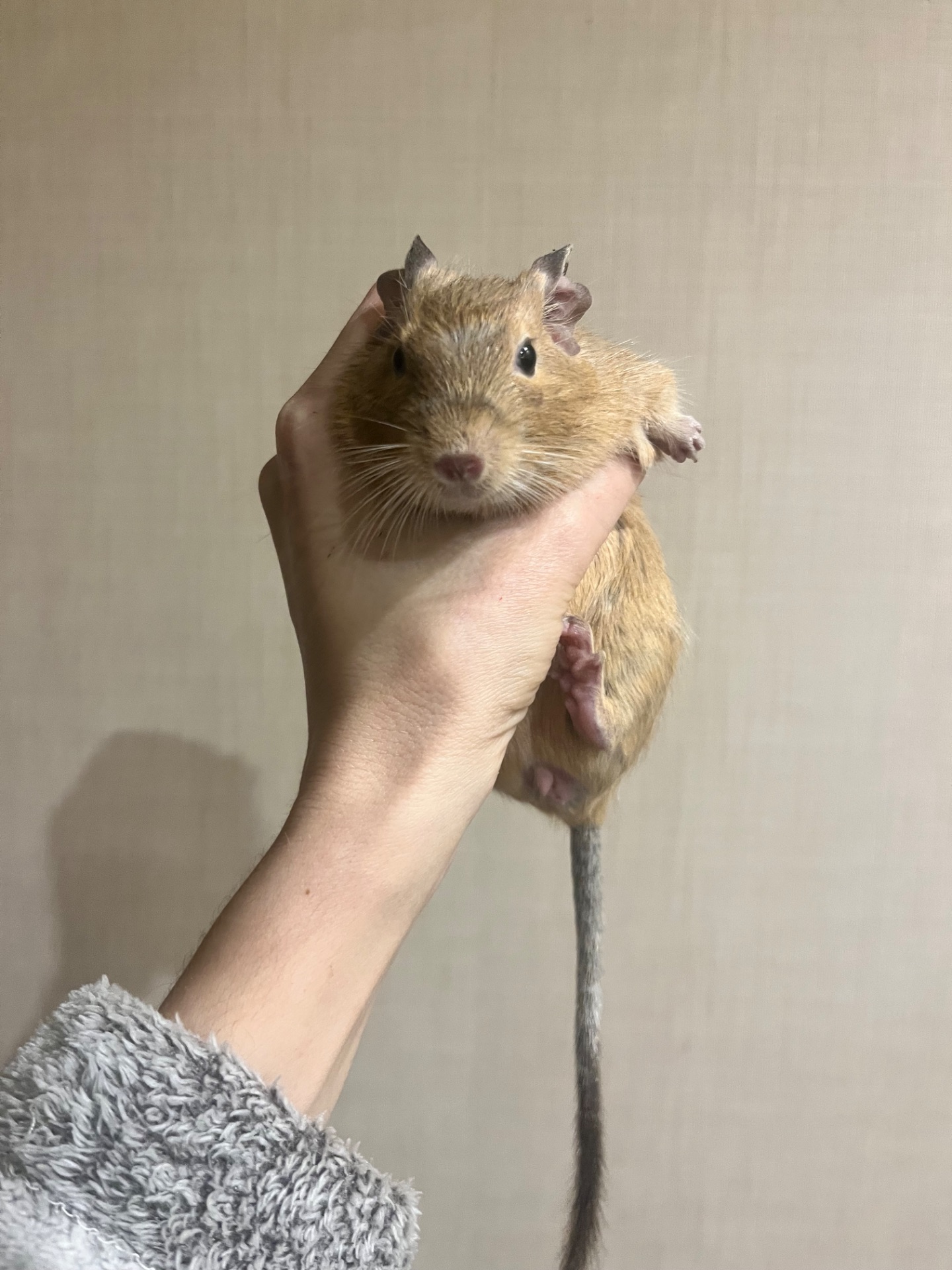 Дегу девочка 1,5 года