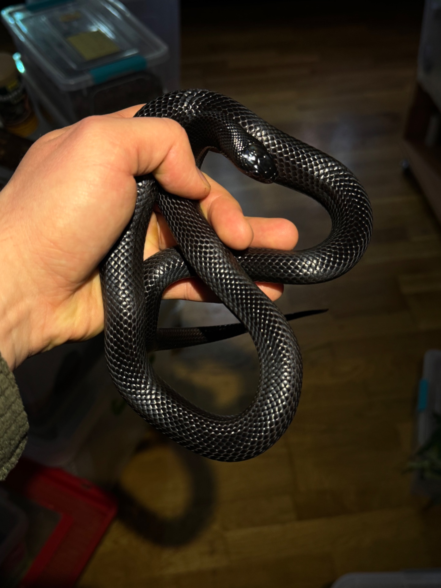 Чорна королівська змія (Lampropeltis getula nigrita) самець