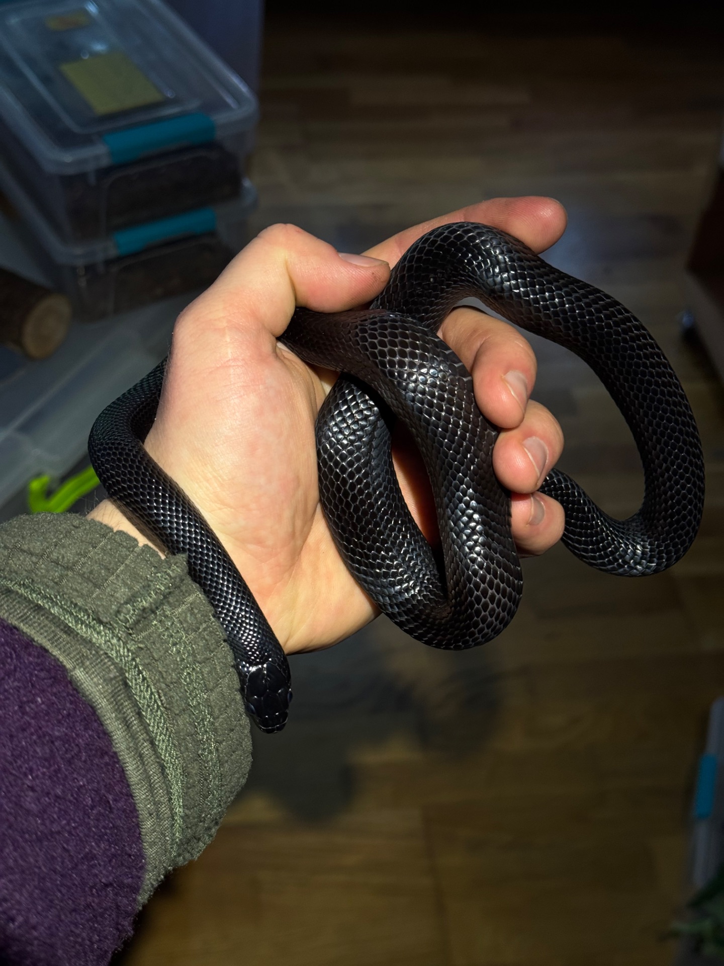 Чорна королівська змія (Lampropeltis getula nigrita) самець