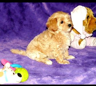 Цуценята Мальтипу ф-1 професійне розведення