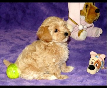 Цуценята Мальтипу ф-1 професійне розведення