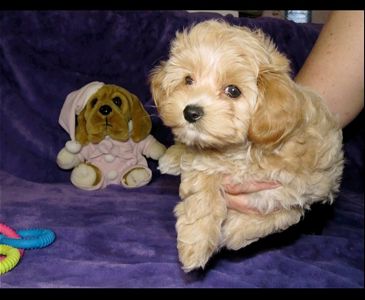 Цуценята Мальтипу ф-1 професійне розведення