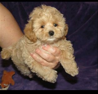 Цуценята Мальтипу ф-1 професійне розведення