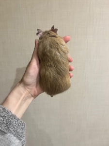 Дегу девочка 1,5 года