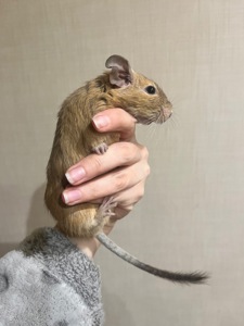 Дегу девочка 1,5 года