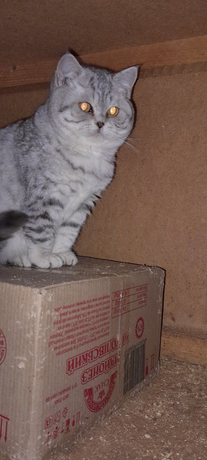 Британский котенок