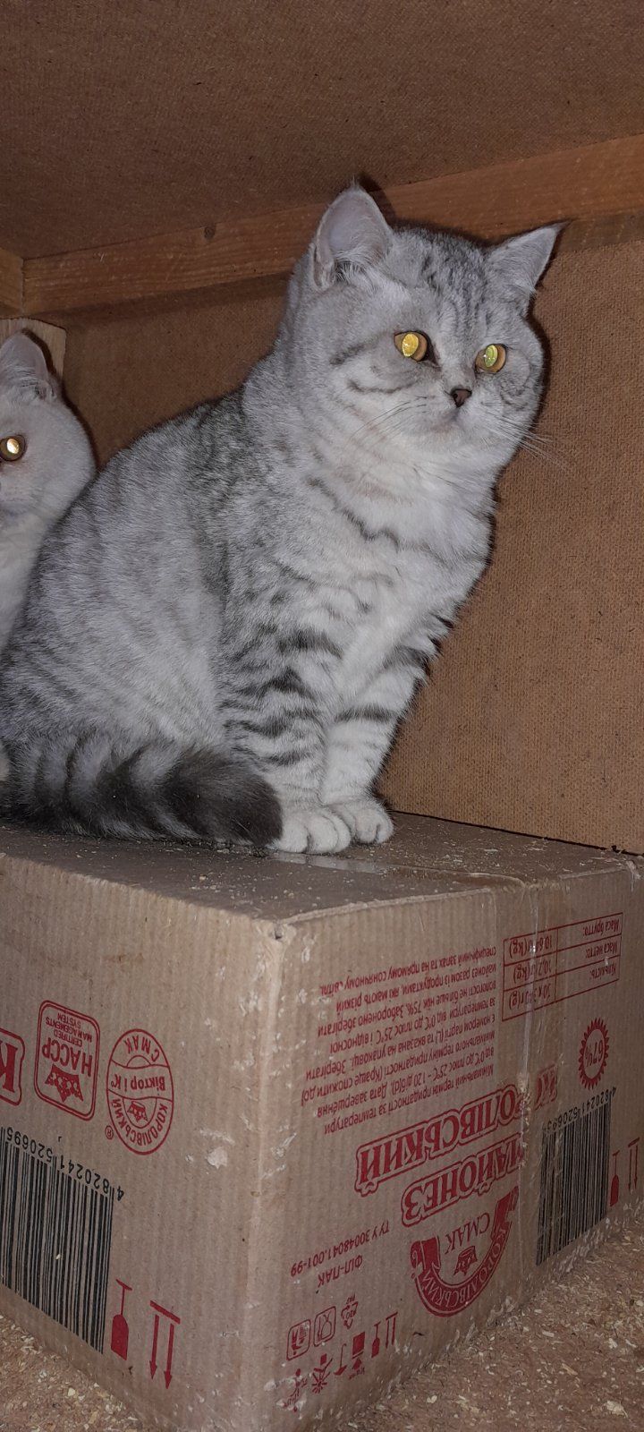 Британский котенок