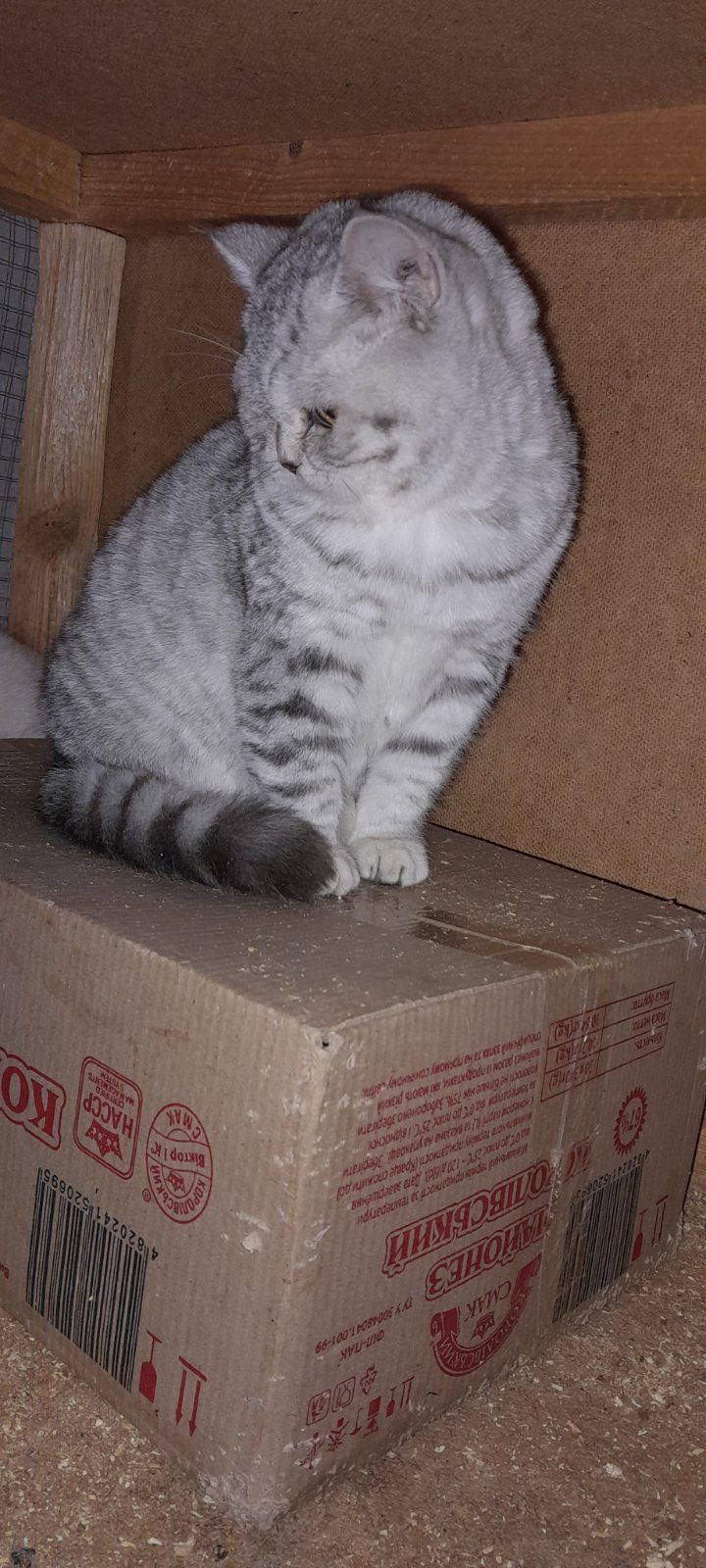 Британский котенок