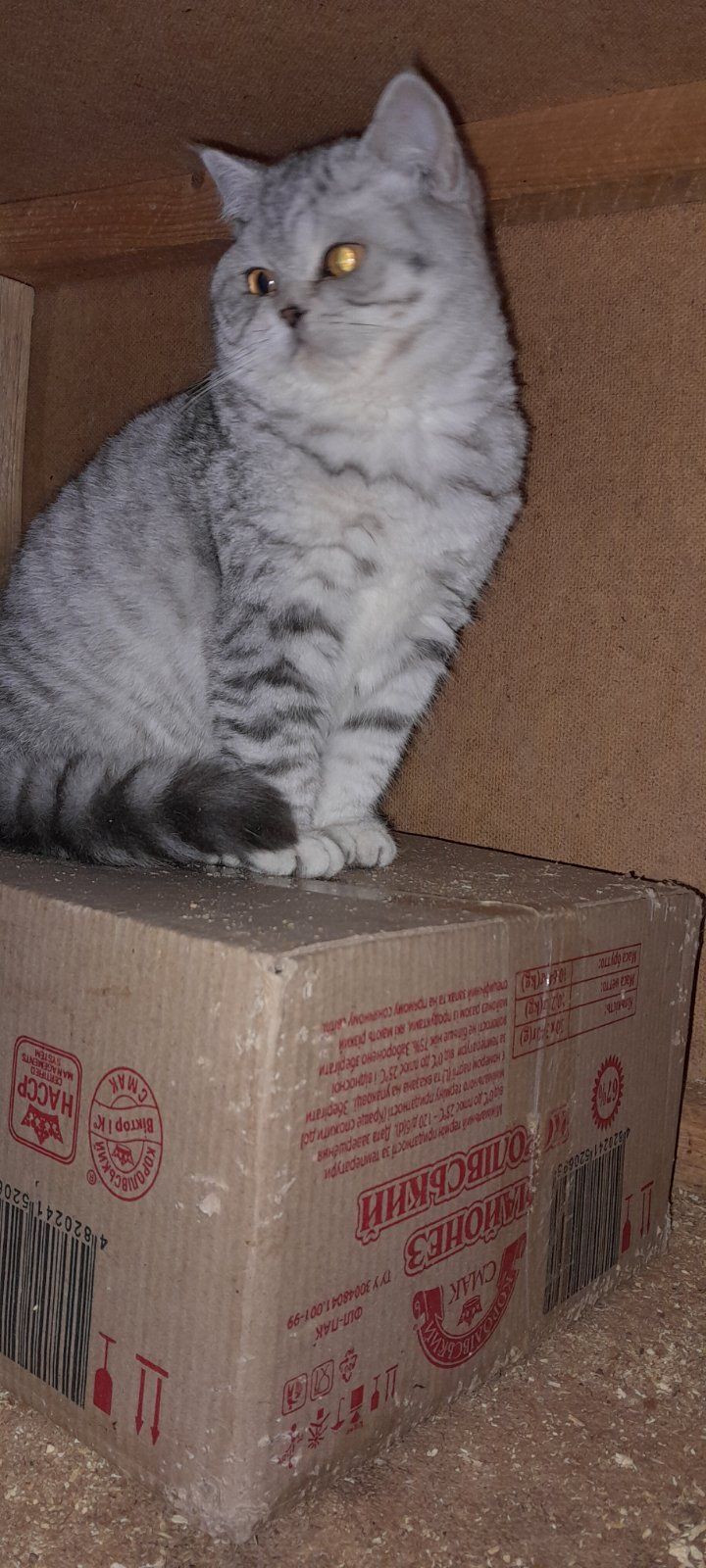 Британский котенок