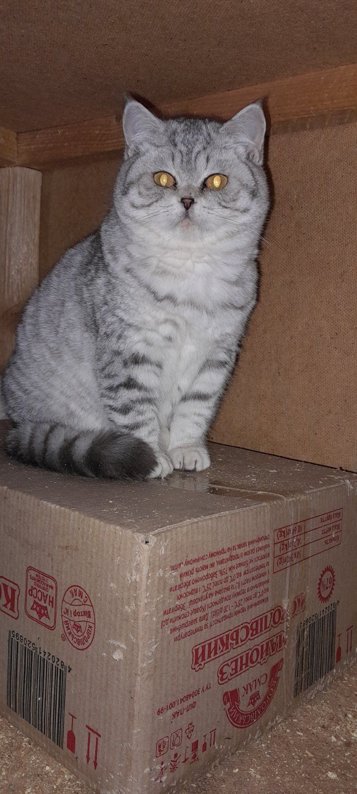 Британский котенок