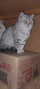 Британский котенок