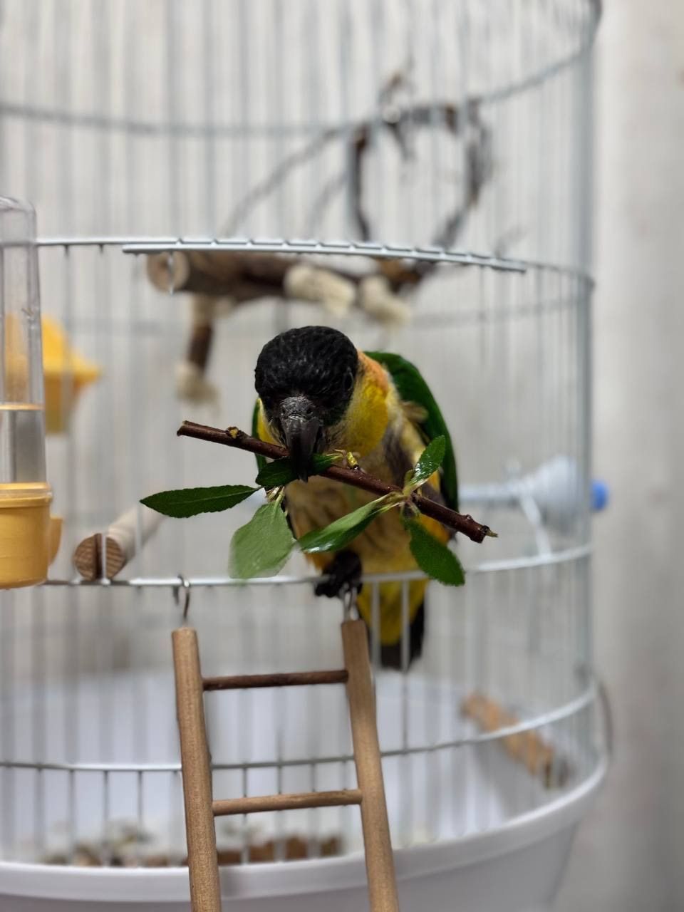 Каік папуга чорно головий малюки