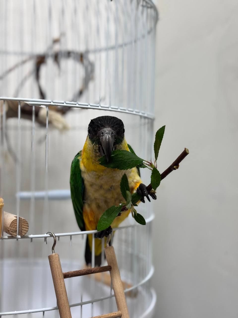 Каік папуга чорно головий малюки