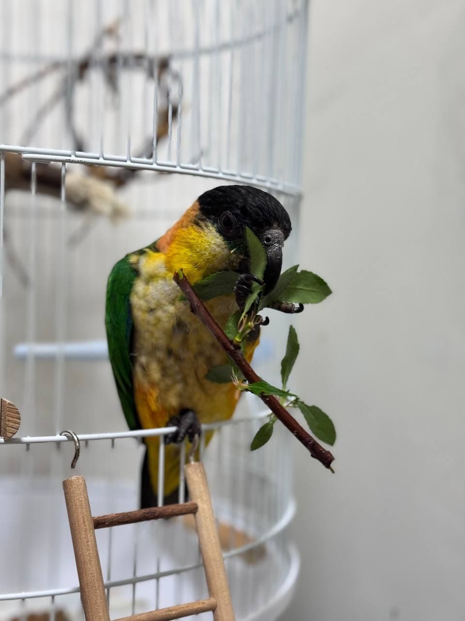 Каік папуга чорно головий малюки