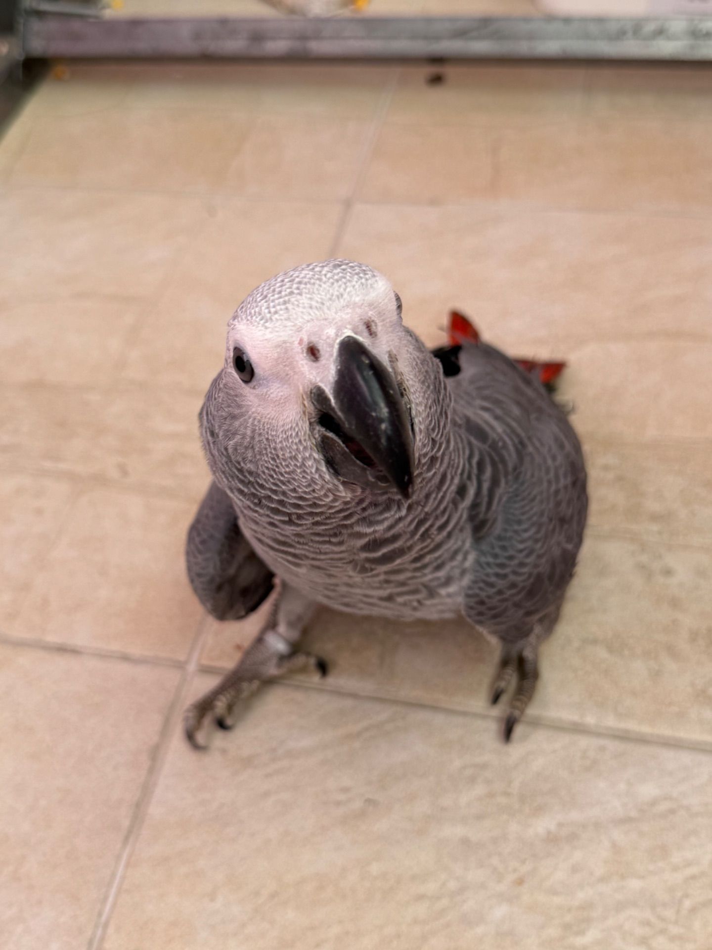 Жако молоді пташки, найкращі говоруни