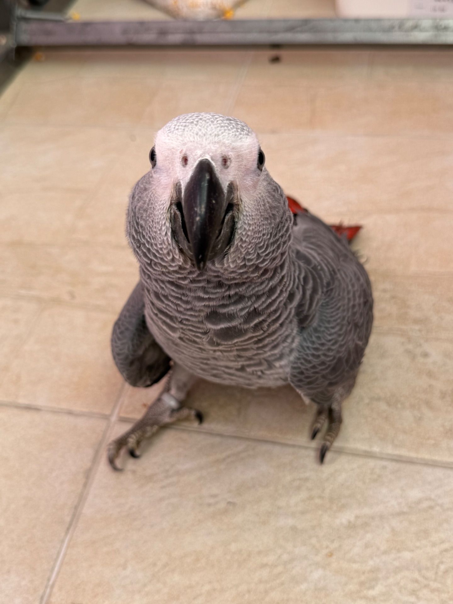 Жако молоді пташки, найкращі говоруни