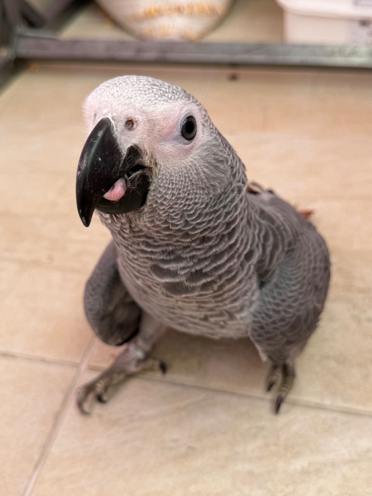 Жако молоді пташки, найкращі говоруни