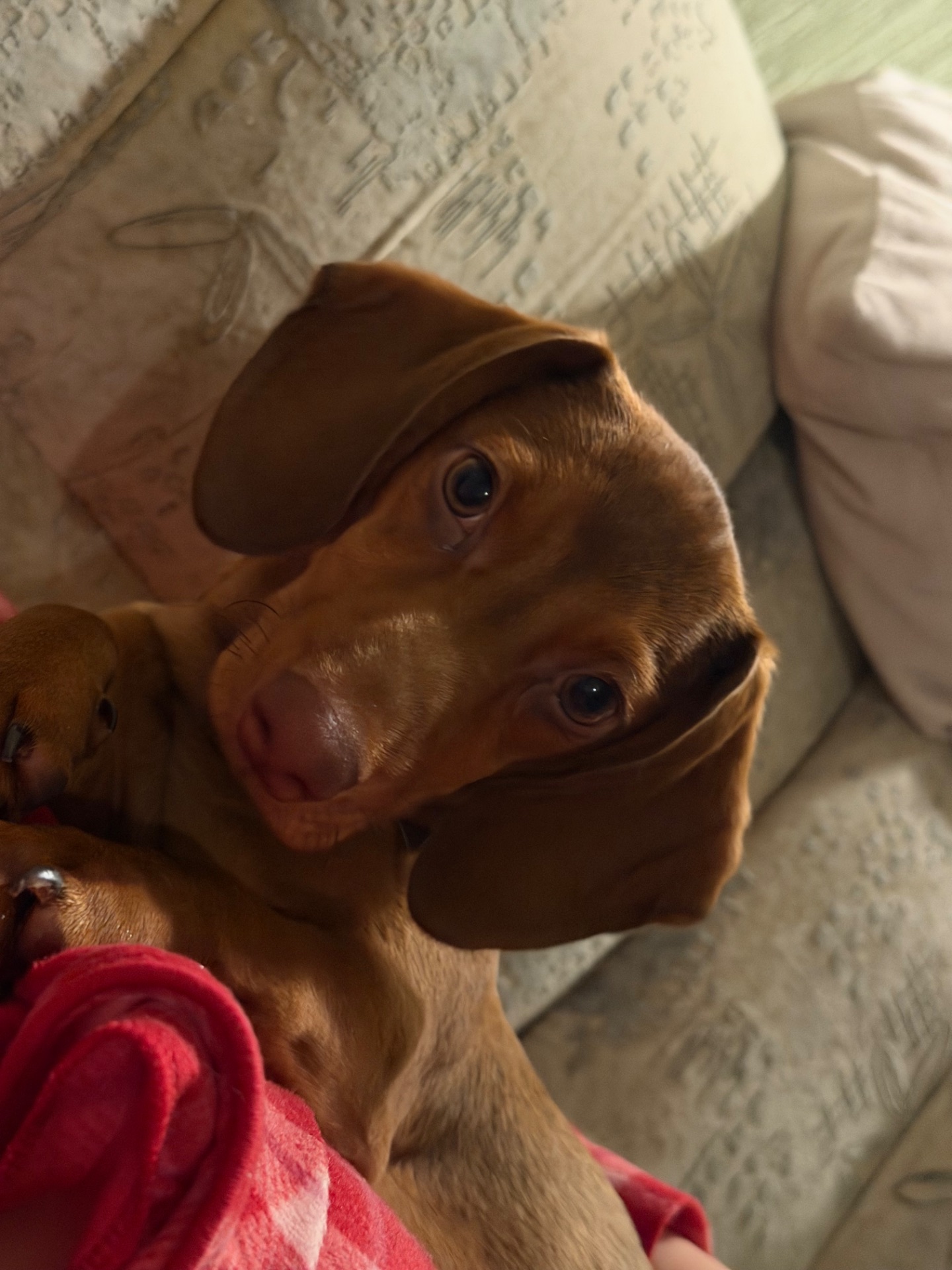 Дівчинка такса