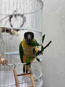 Каік папуга чорно головий малюки