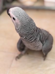 Жако молоді пташки, найкращі говоруни