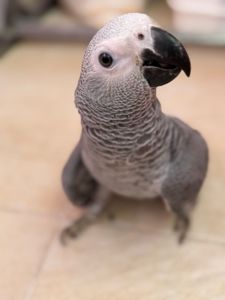 Жако молоді пташки, найкращі говоруни