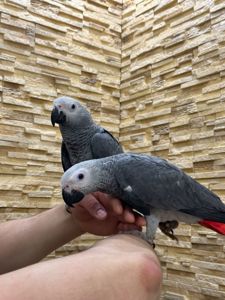 Жако папужка пташенята ручні з документами