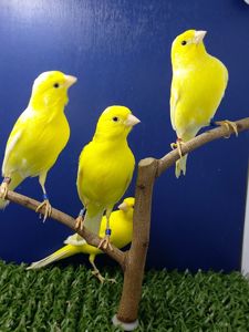 Співочі канарейки на голосі