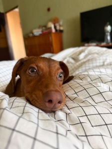 Дівчинка такса