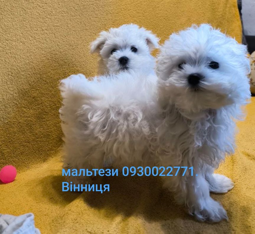 Цуценята мальтійської болонки