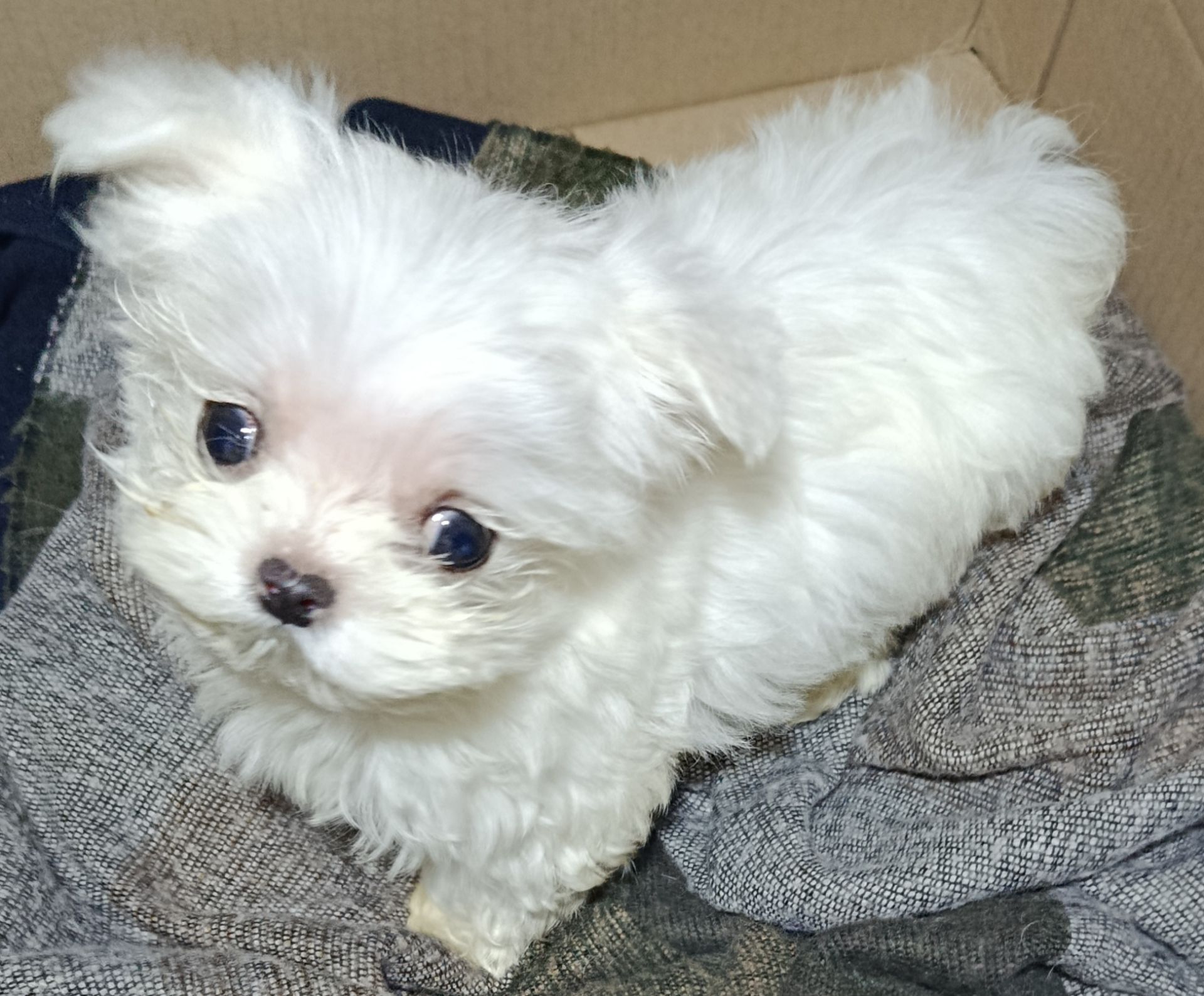 Цуцики мальтійської болонки