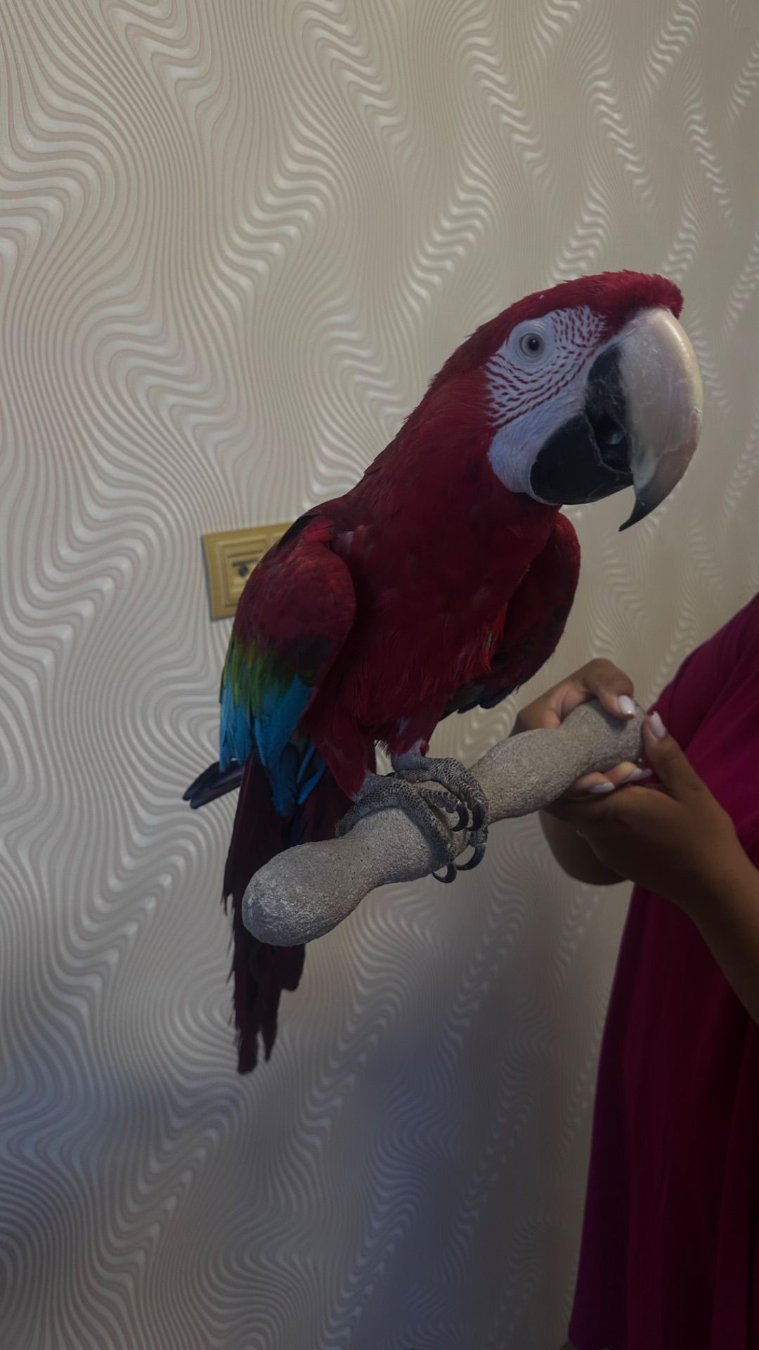 Продажа попугая Ара. Прекрасный собеседник